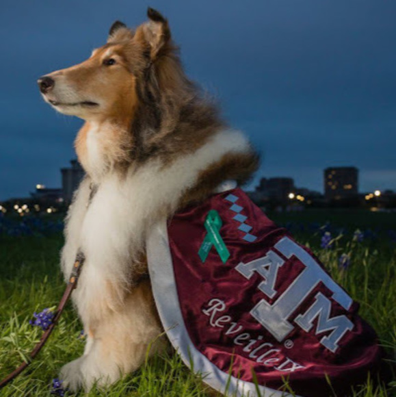 Meet your Posher, Payton - Picture 1 of 1